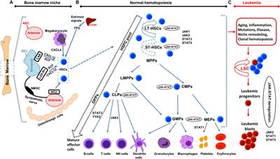 JAK-STAT in Early Hematopoiesis and Leukemia